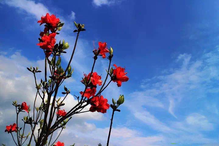 眼看紅五月 首夏清和 又見(jiàn)威馳FS始盛開
